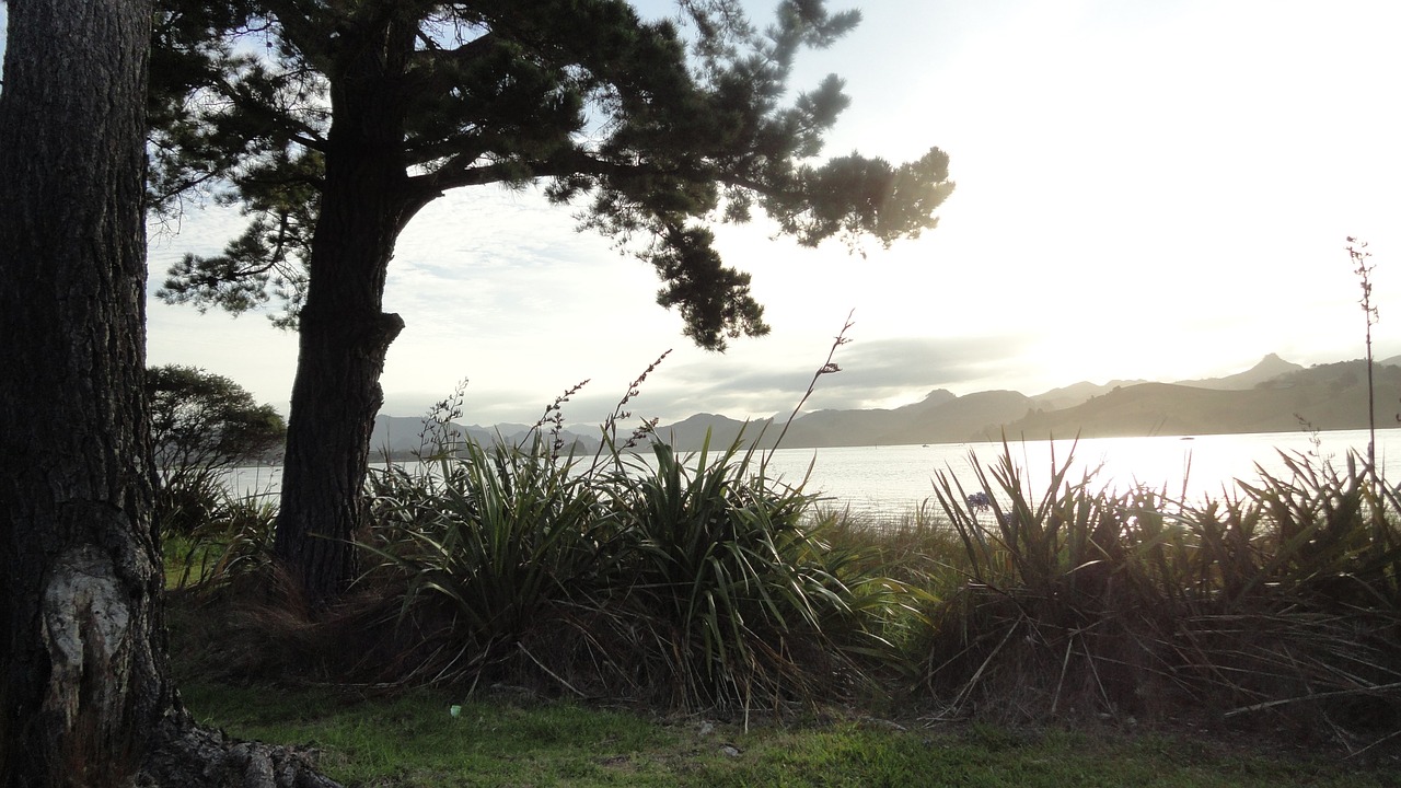 new zealand tree wind free photo