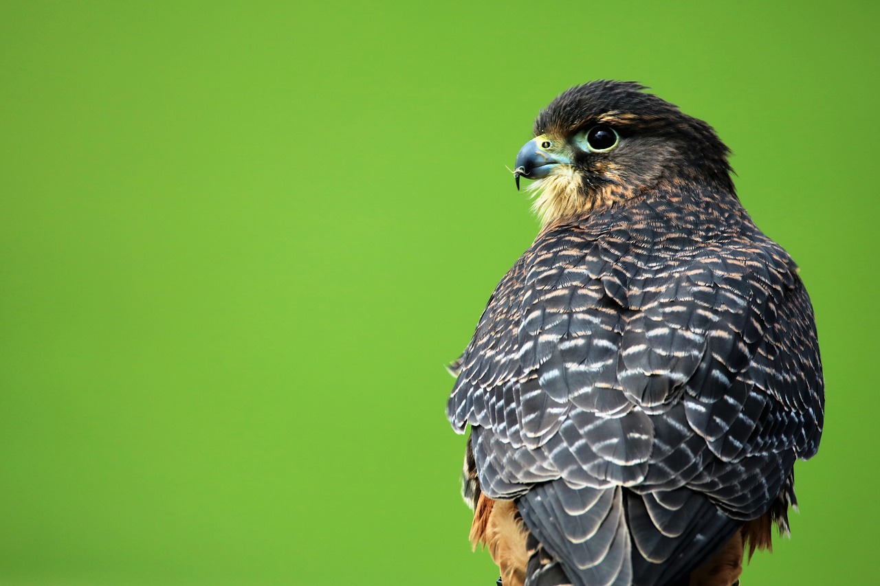 aplomado falcon bird of prey hawk free photo
