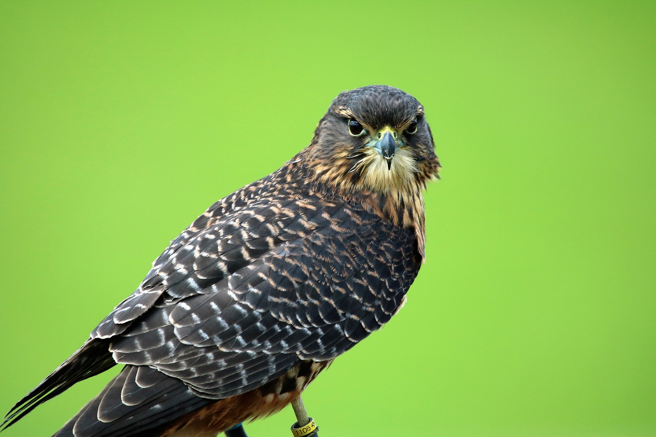 new zealand falcon bird of prey hawk free photo