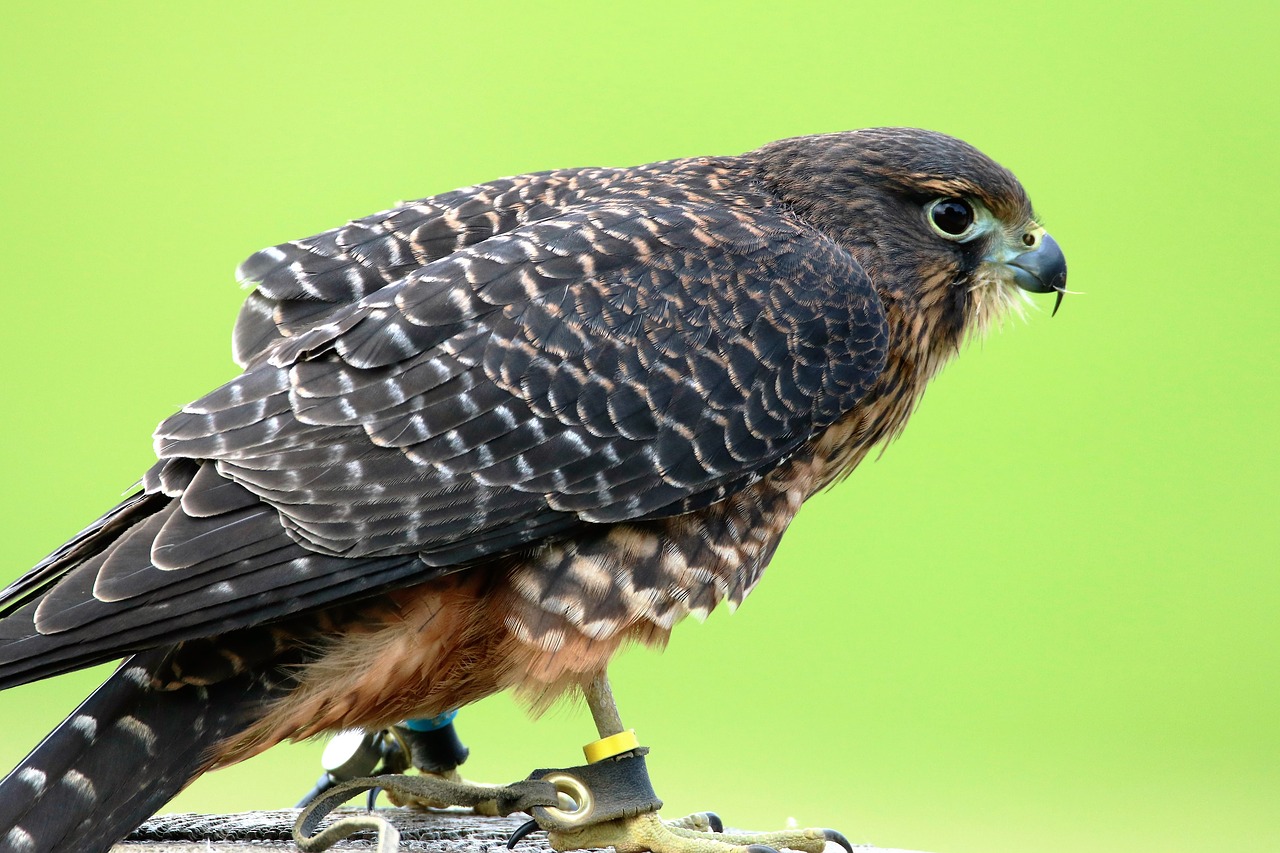 aplomado falcon falcon bird free photo