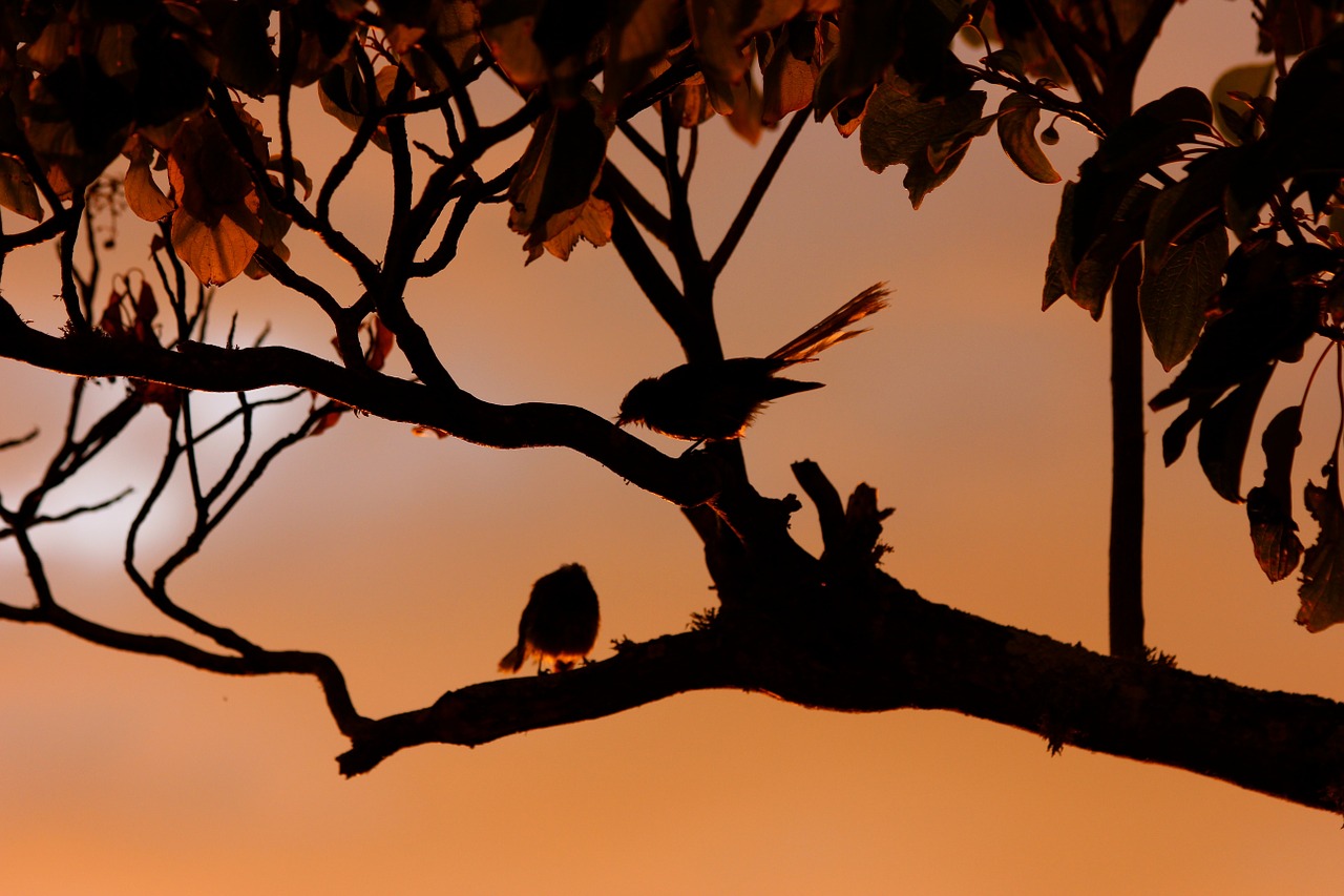 new zealand fantail birds silhouette free photo