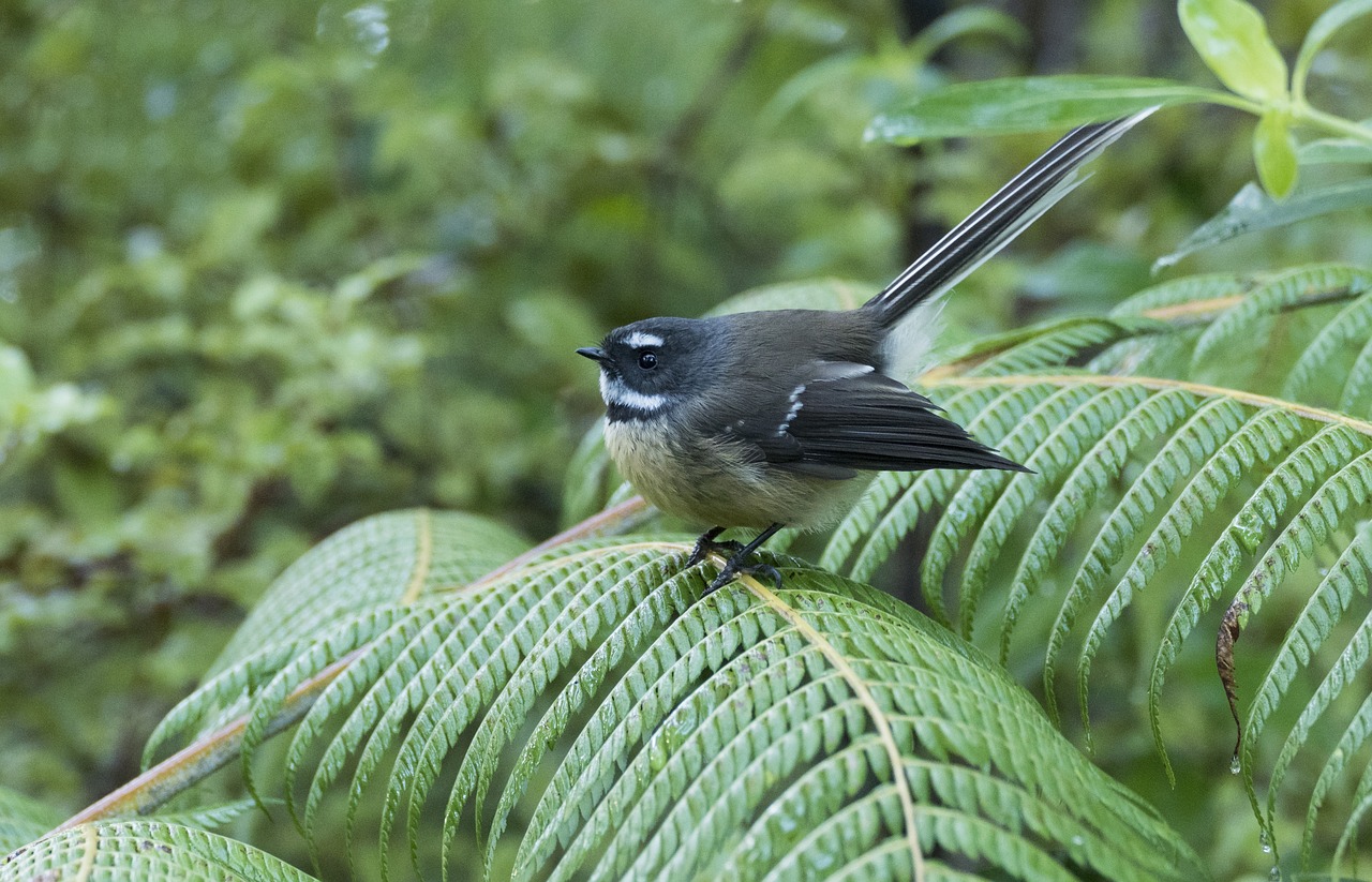 new zealand fantail  bird  maori name piwakawaka free photo