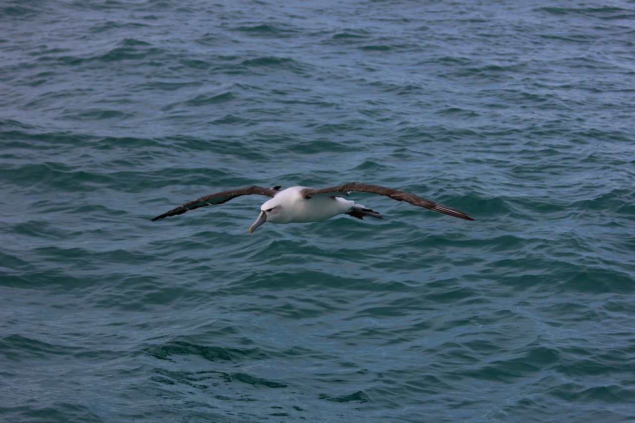 new zealand royal albatross sea bird free photo