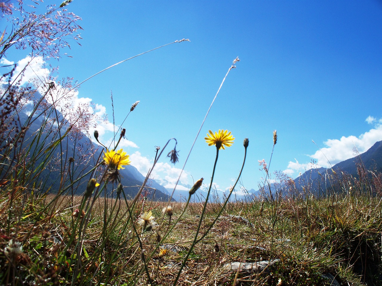 new zealand valley scenic free photo