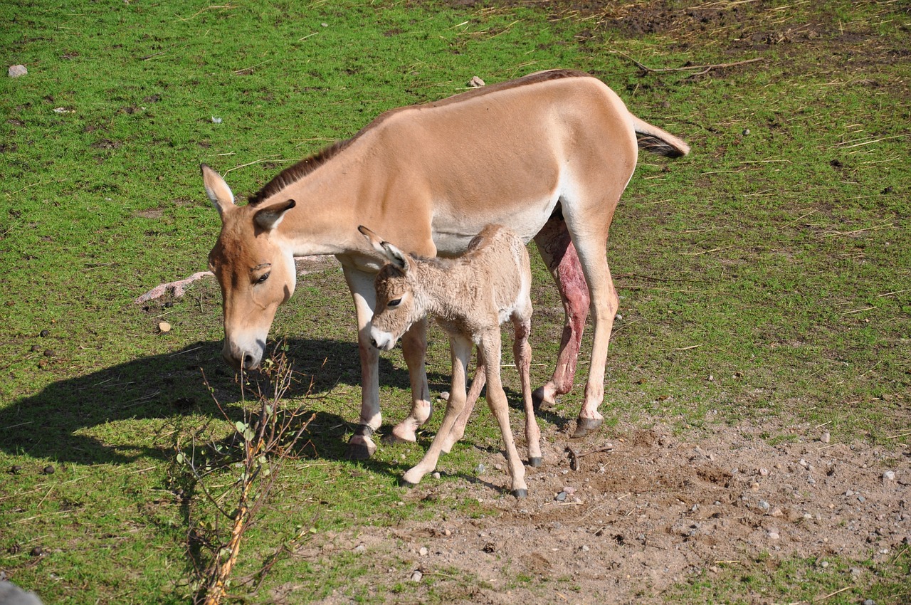 newborn hage foal free photo
