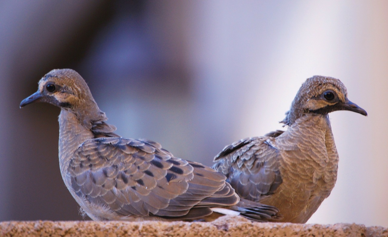 newborn doves birds free photo