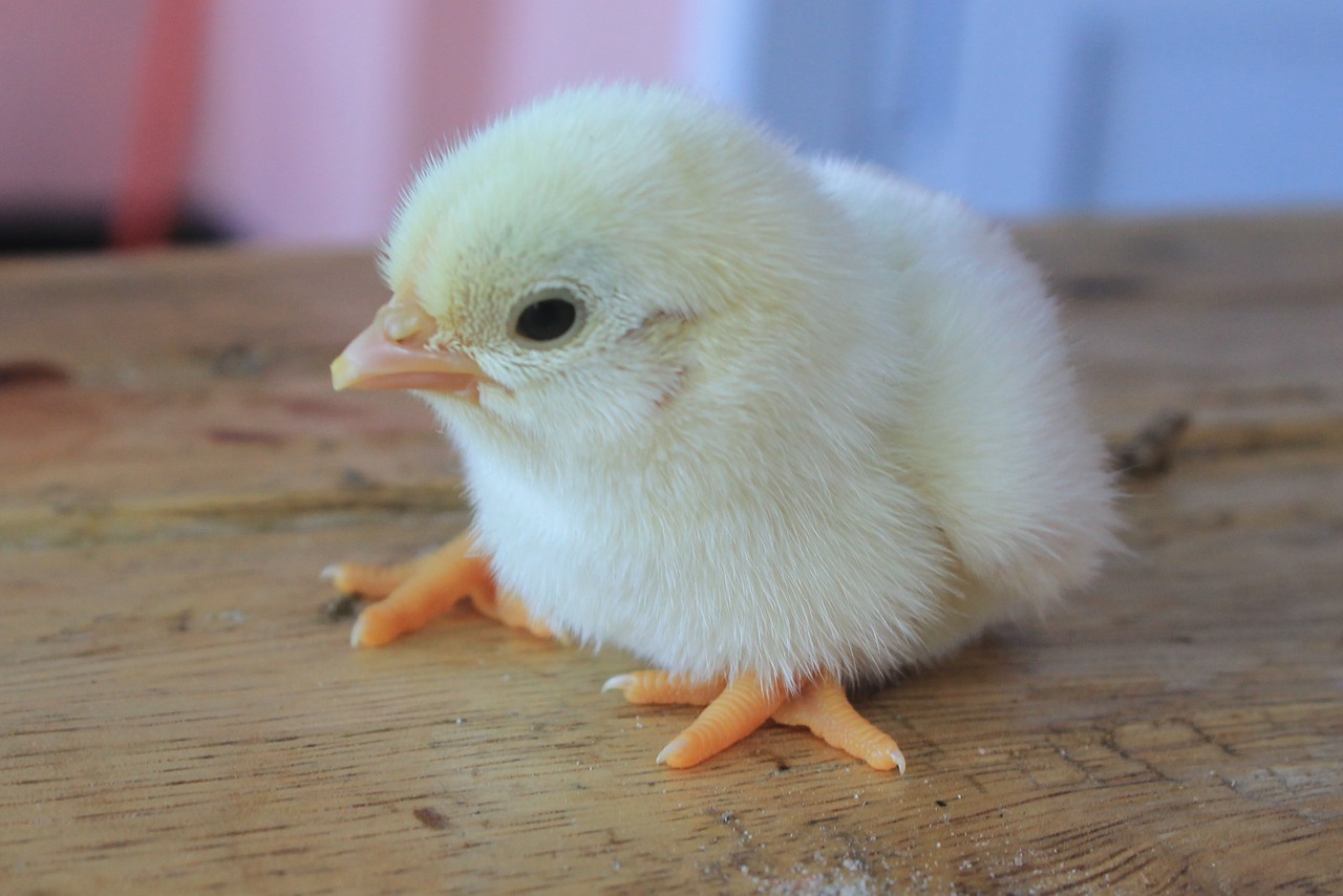 newborn baby chick chick cute free photo