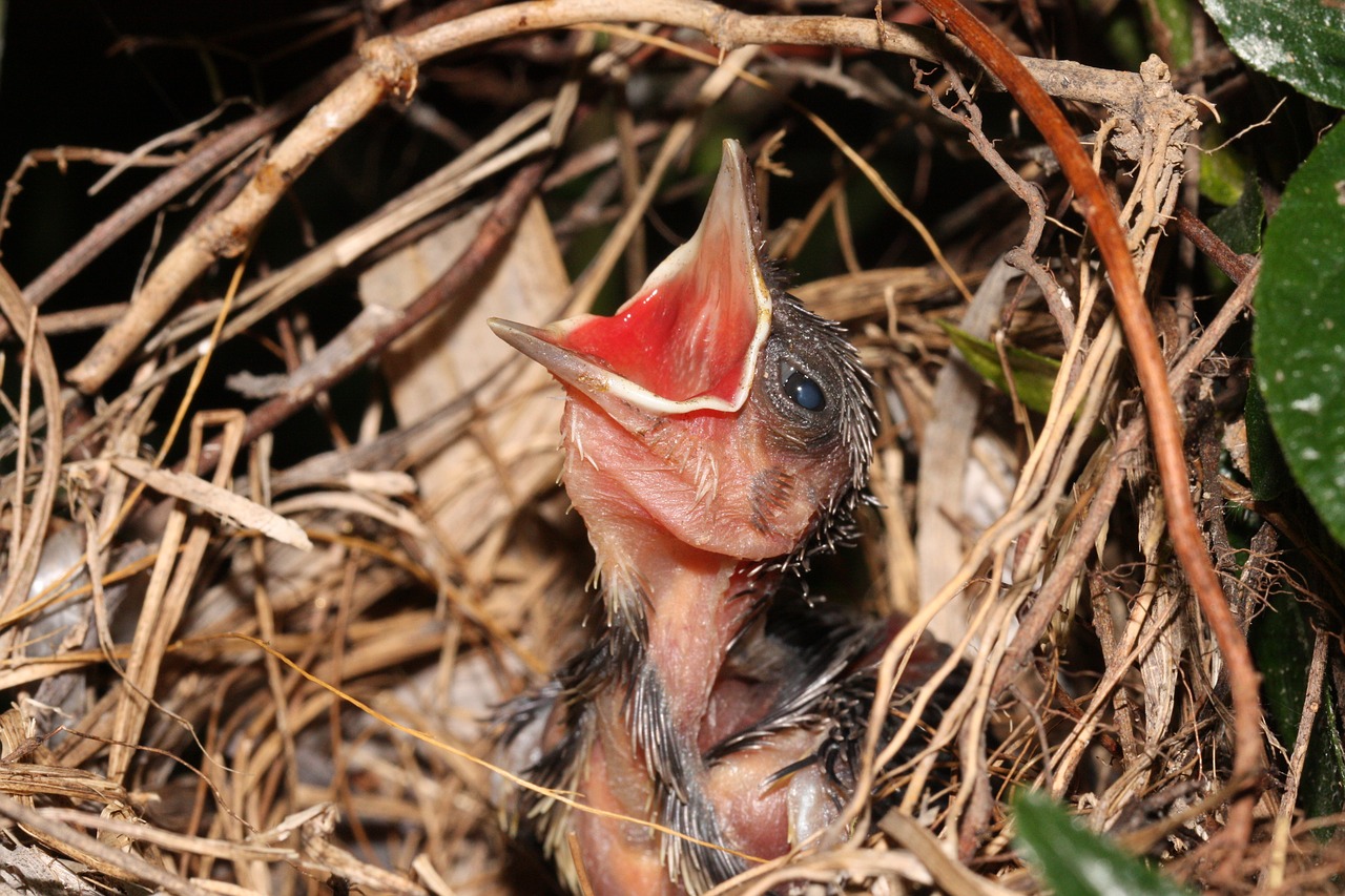 newborn bird  baby bird  bird inside a nest free photo