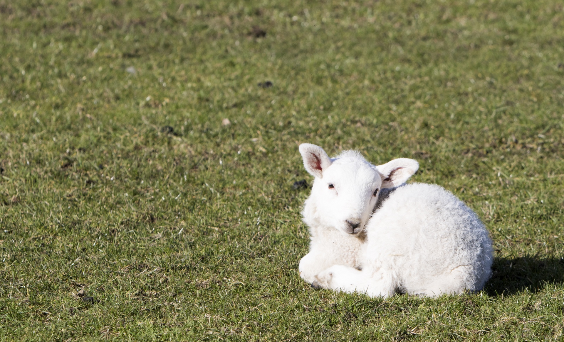 lamb newborn young free photo