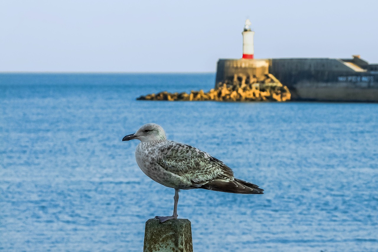 newhaven coast seagull free photo