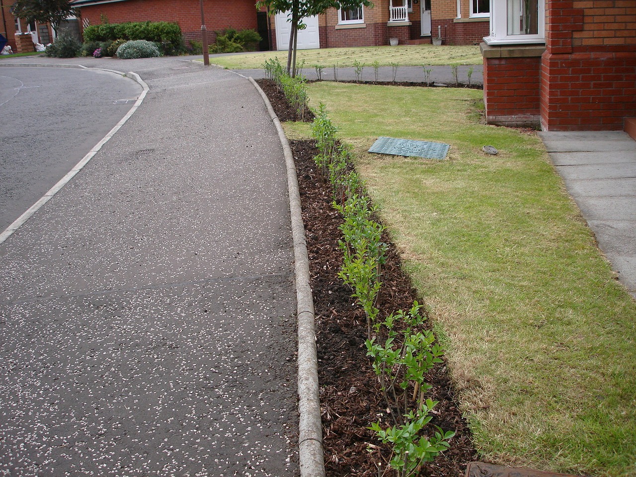 planted hedging green free photo