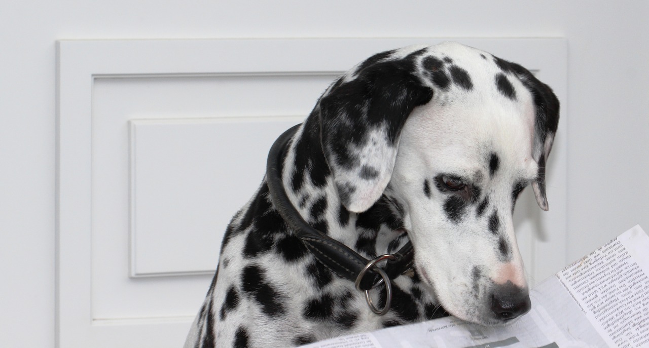 dalmatians dog news free photo