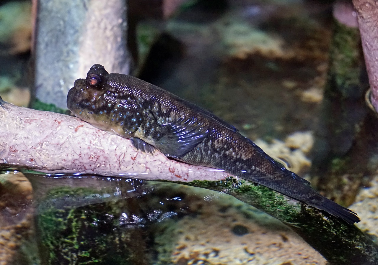 newt amphibians aquatic animal free photo