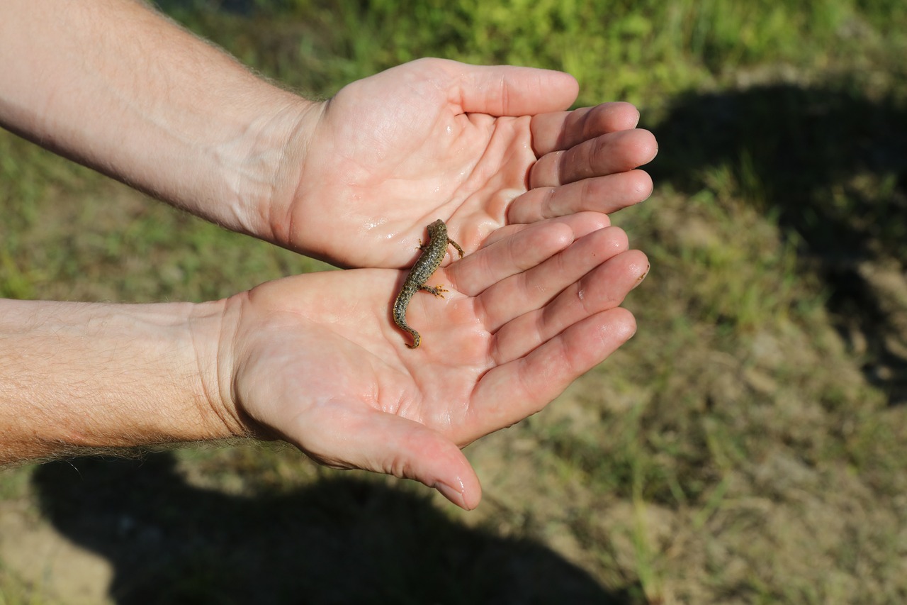 newt salamander natural free photo