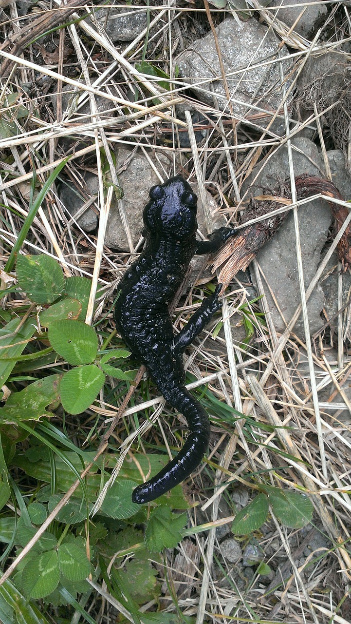 newt amphibian black free photo