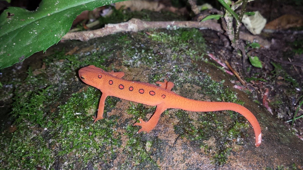 newt salamander orange free photo