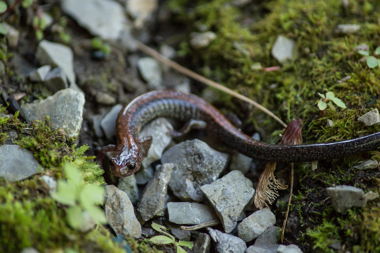 newt wildlife closeup free photo