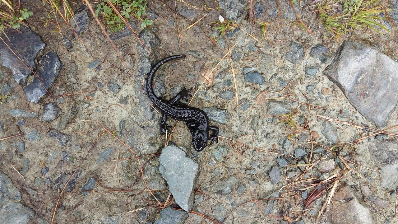 newt nature alpine newt free photo