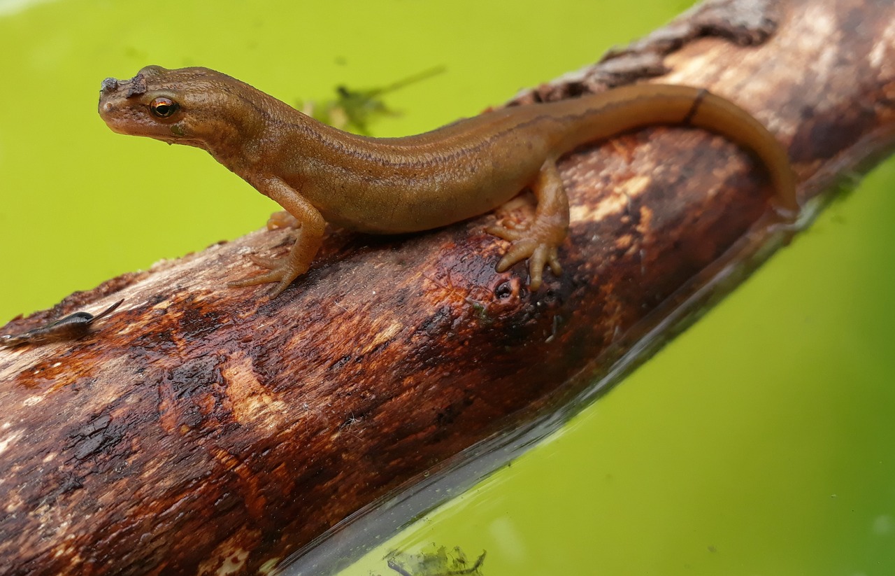 newt  pond pig  amphibian free photo