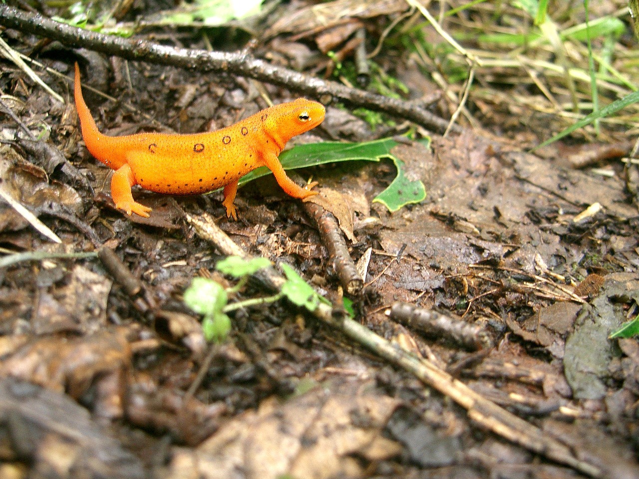 newt eastern newt red eft free photo
