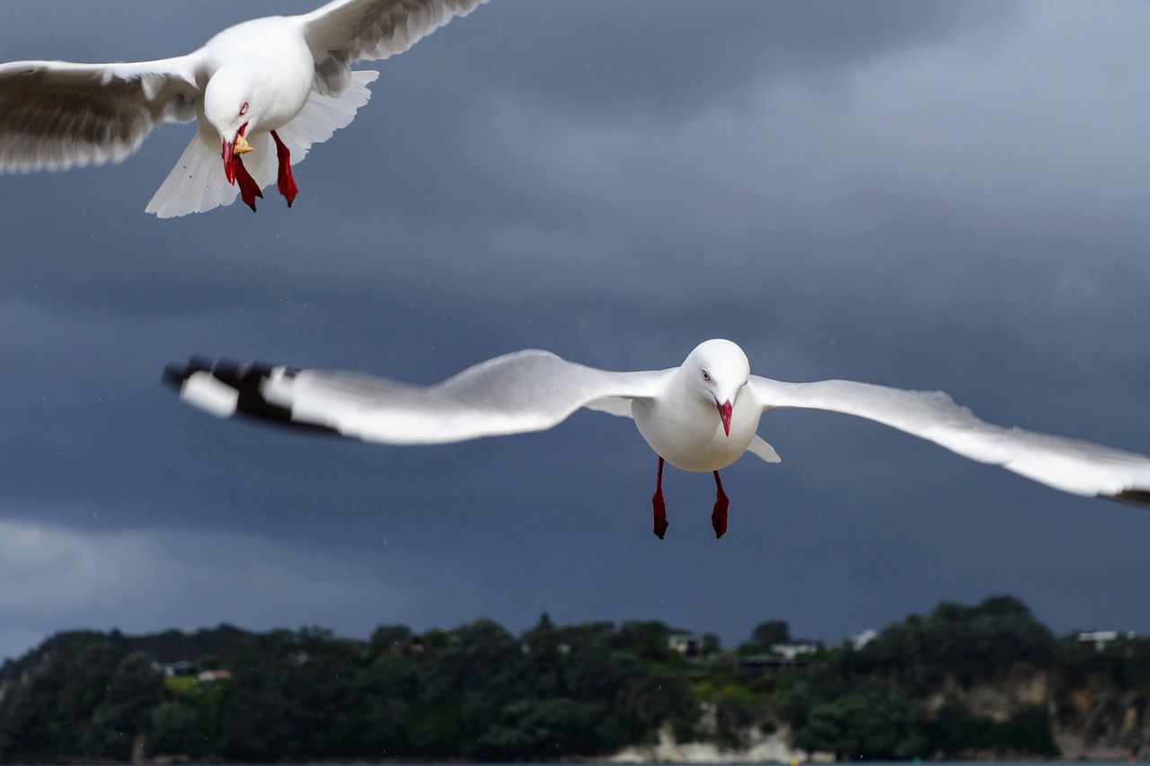 newzealand  seagull  whitianga free photo
