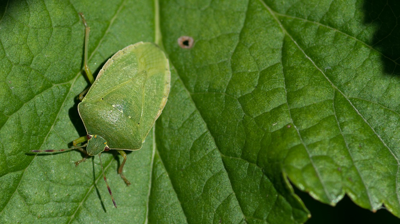 nezara viridula  green stink bug  hétéroptère free photo