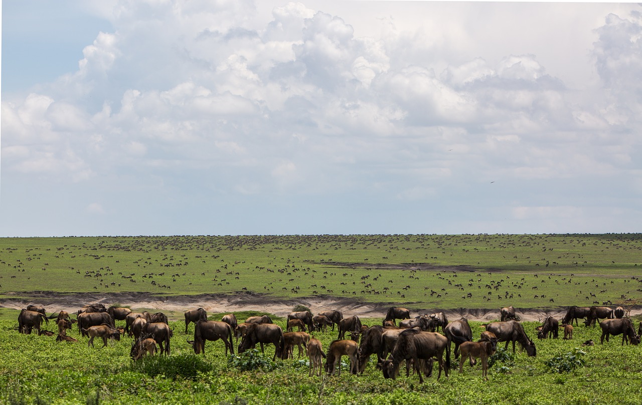 ngorongoro conservation area fauna tanzania free photo