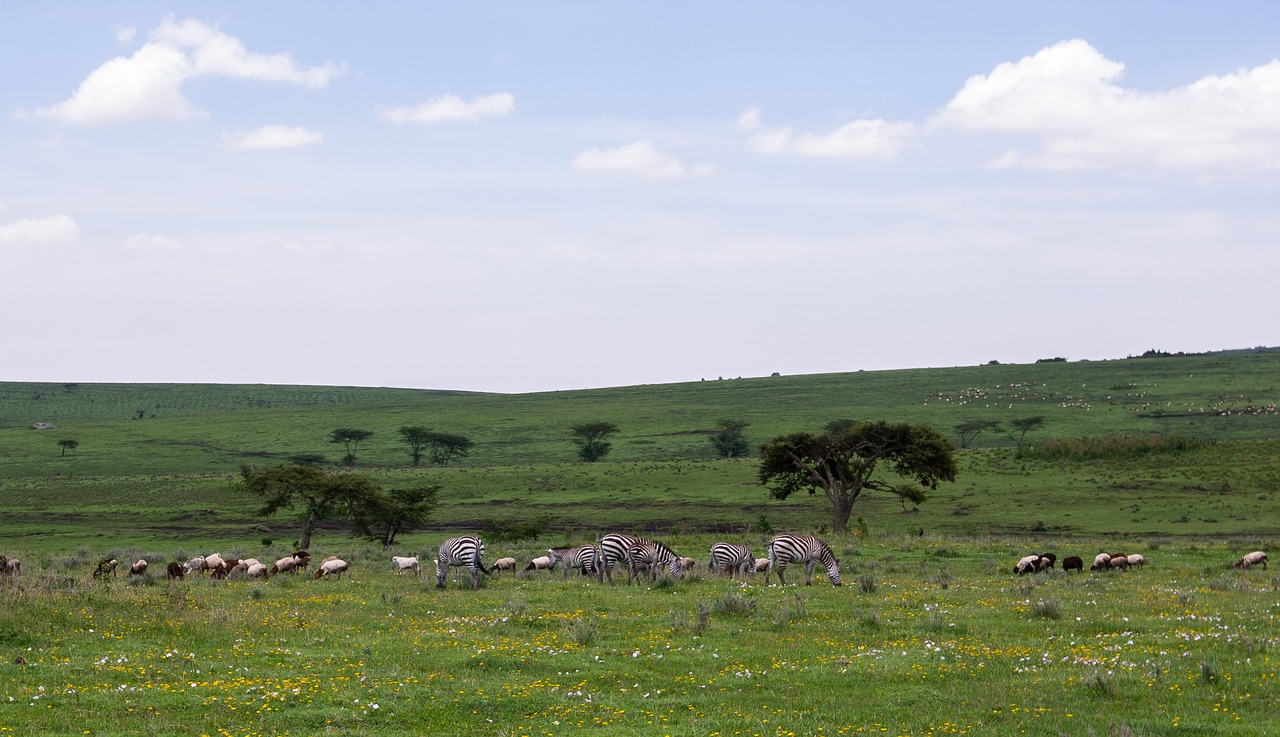 ngorongoro conservation area tanzania nature free photo