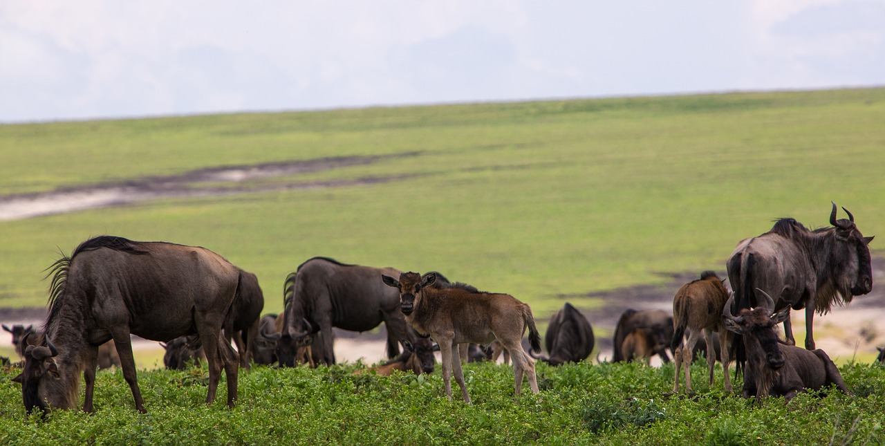 ngorongoro conservation area tanzania wildebeeste free photo