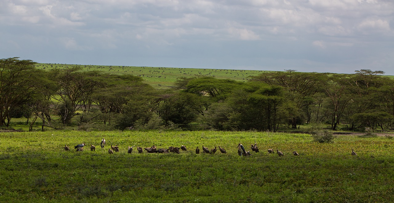 ngorongoro conservation area tanzania nature free photo