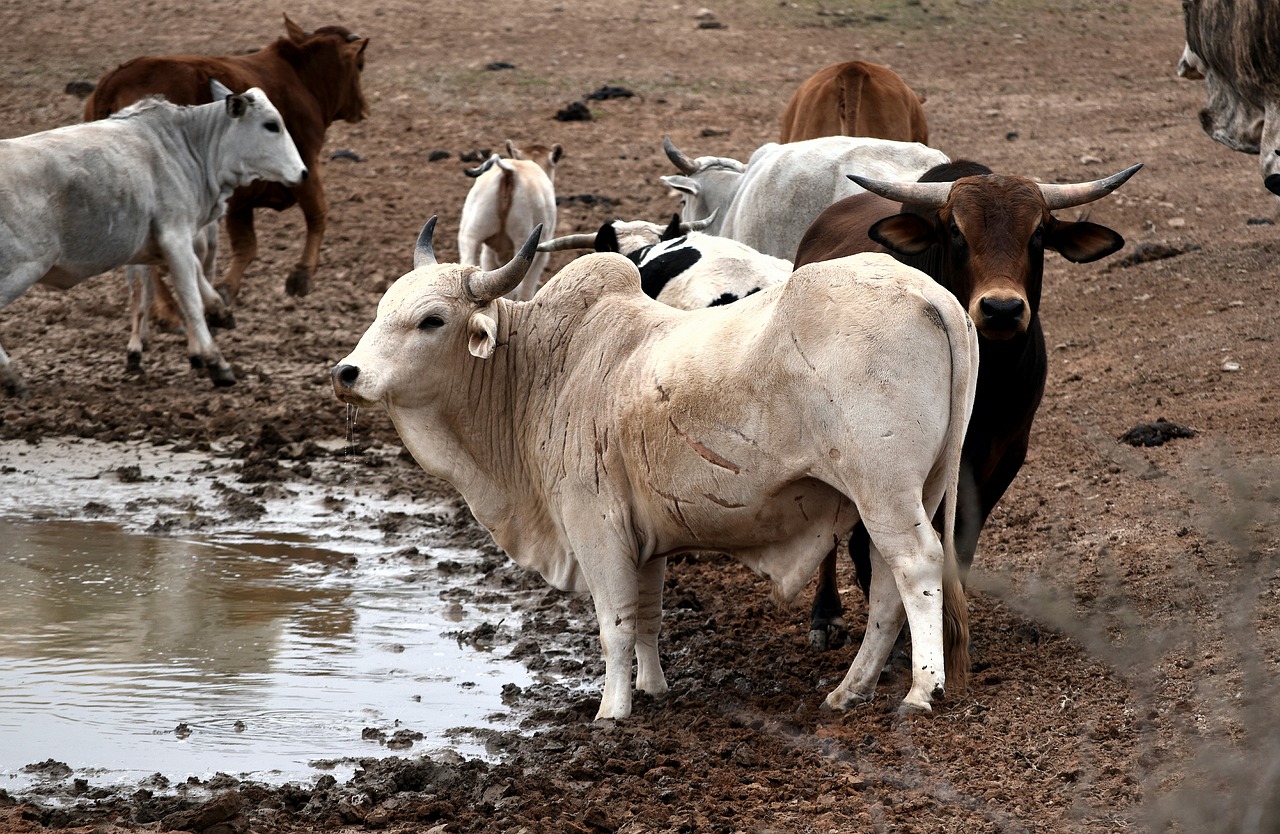 nguni cattle  cows  drinking free photo