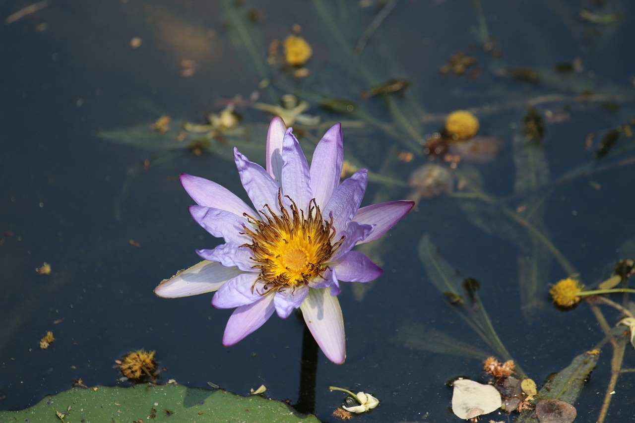 ngwenyalodge  kruger park  wildflower free photo