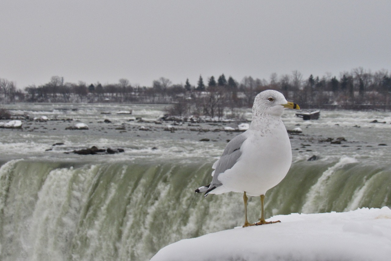 niagara gull landscape free photo