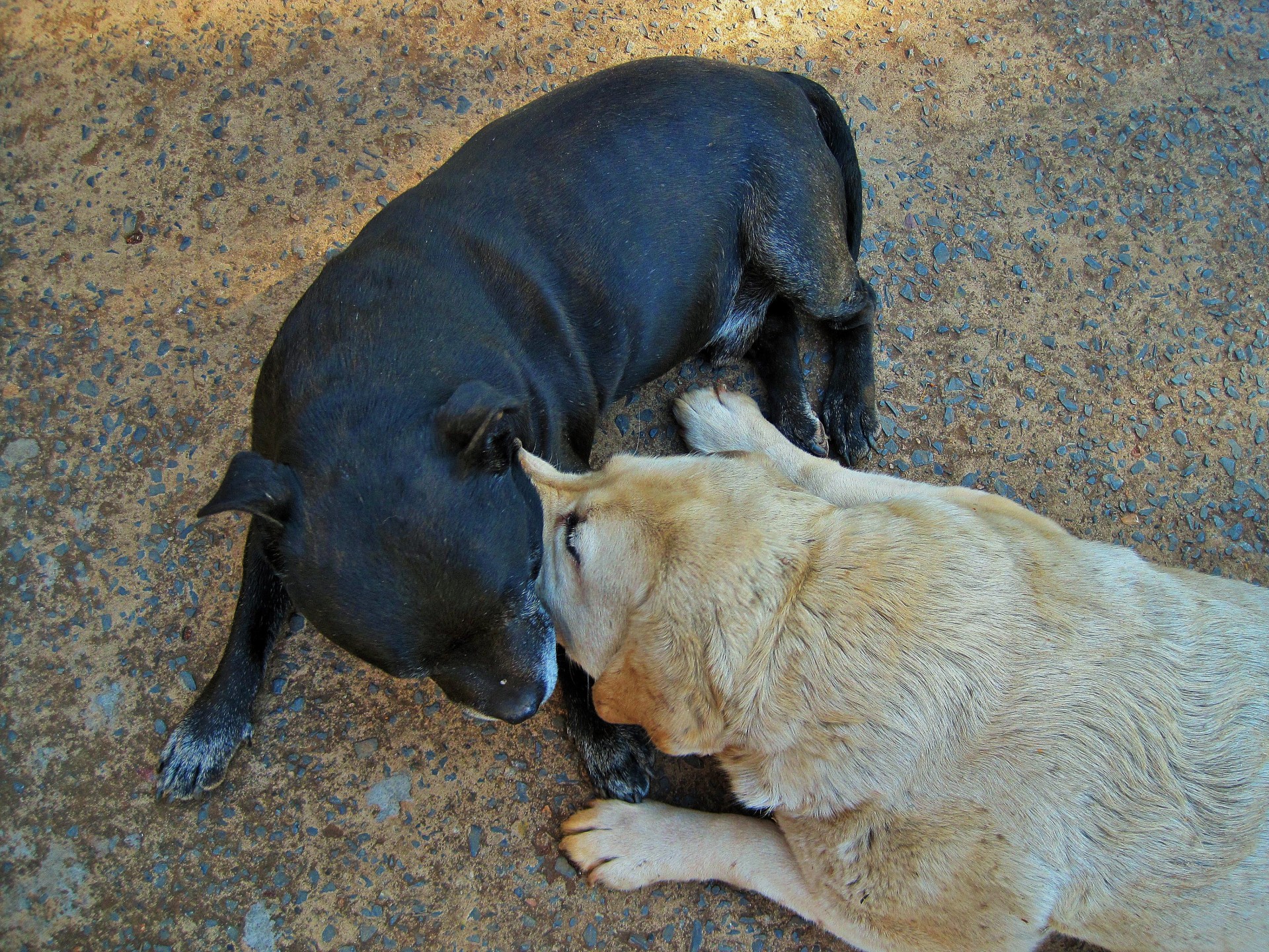 dogs playful labrador free photo