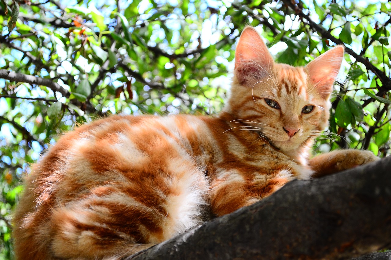 nice  animalia  cat free photo