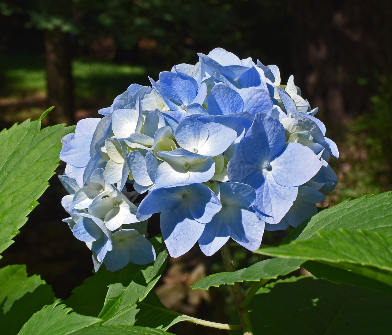 nice blue hydrangea hydrangea blossoms free photo