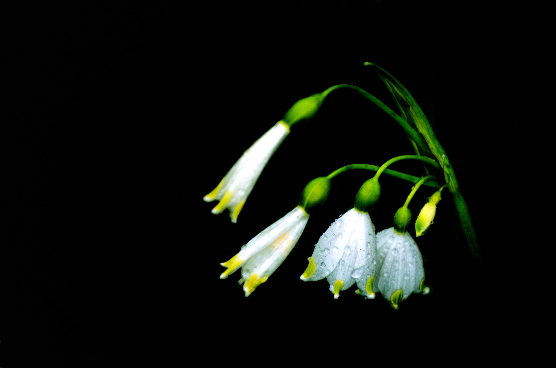 flowers flower plants free photo