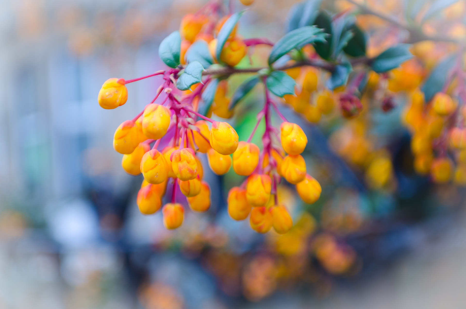 flowers flower plants free photo