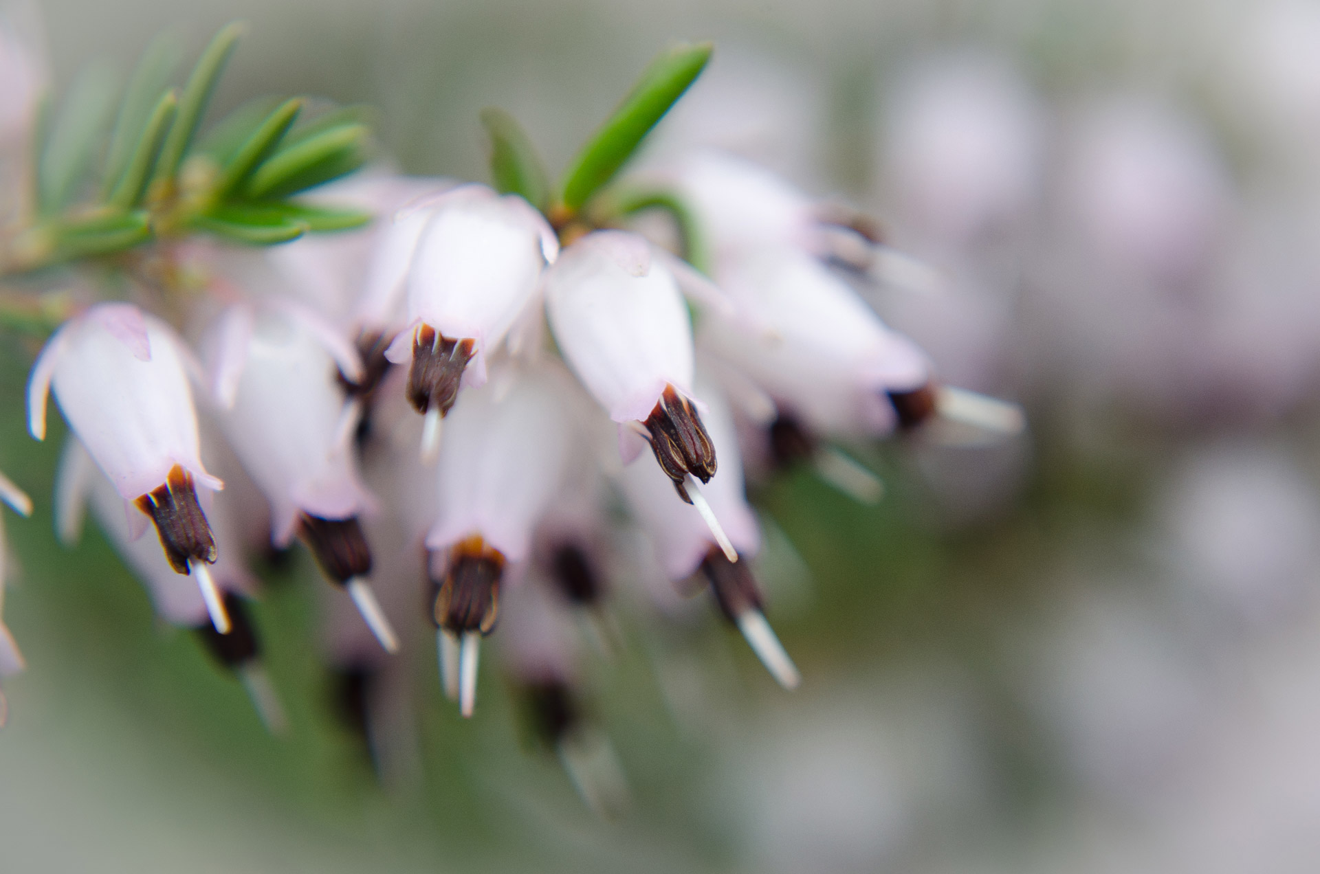 flowers flower plants free photo