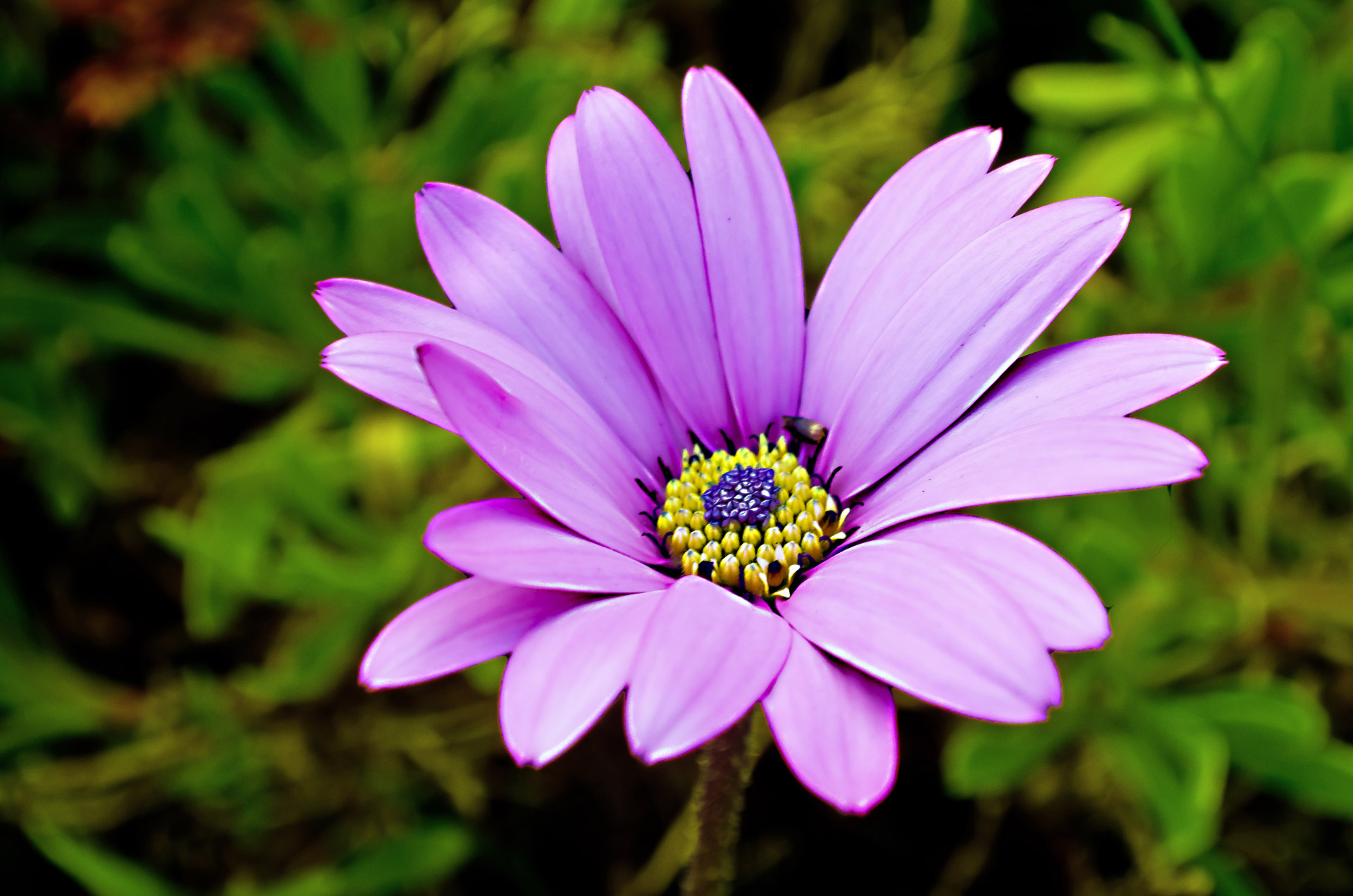 flowers flower plants free photo