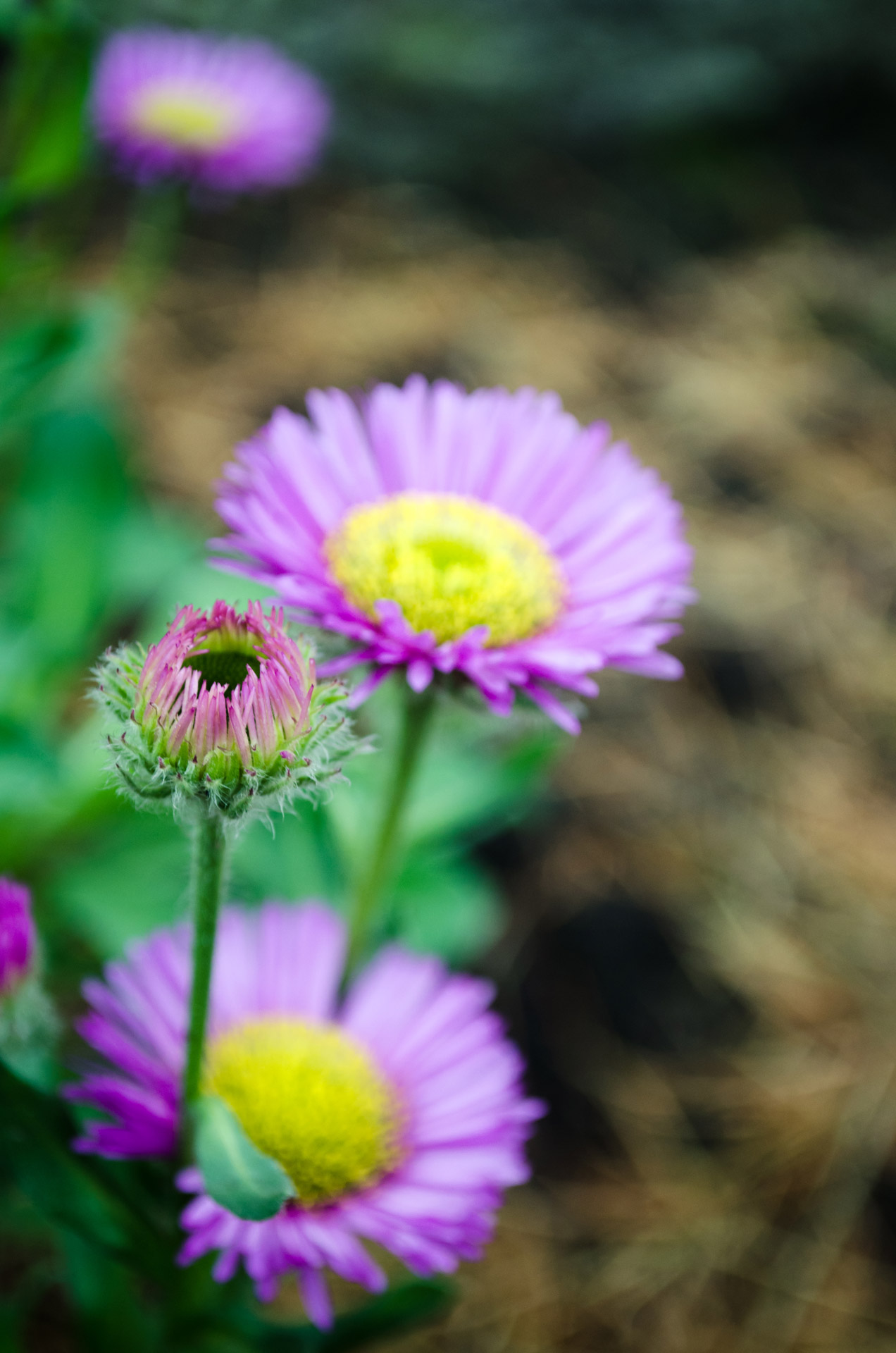 flowers flower plants free photo