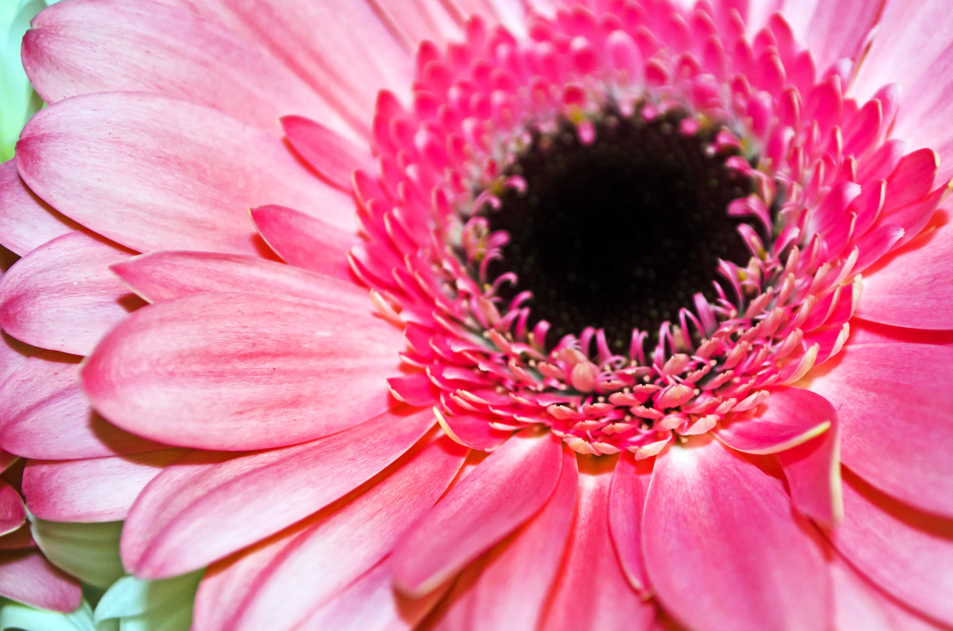 flowers flower plants free photo