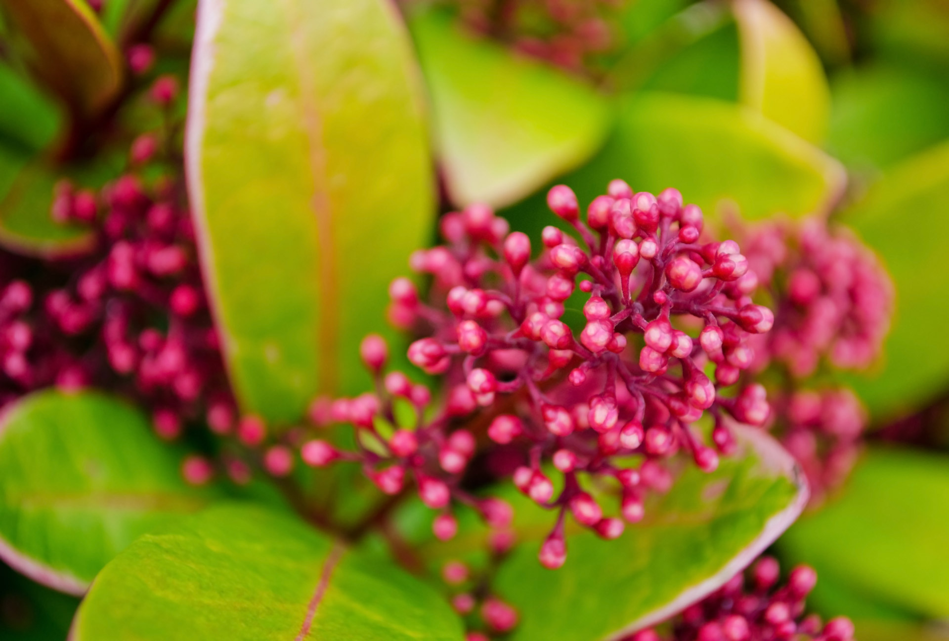 flowers flower plants free photo