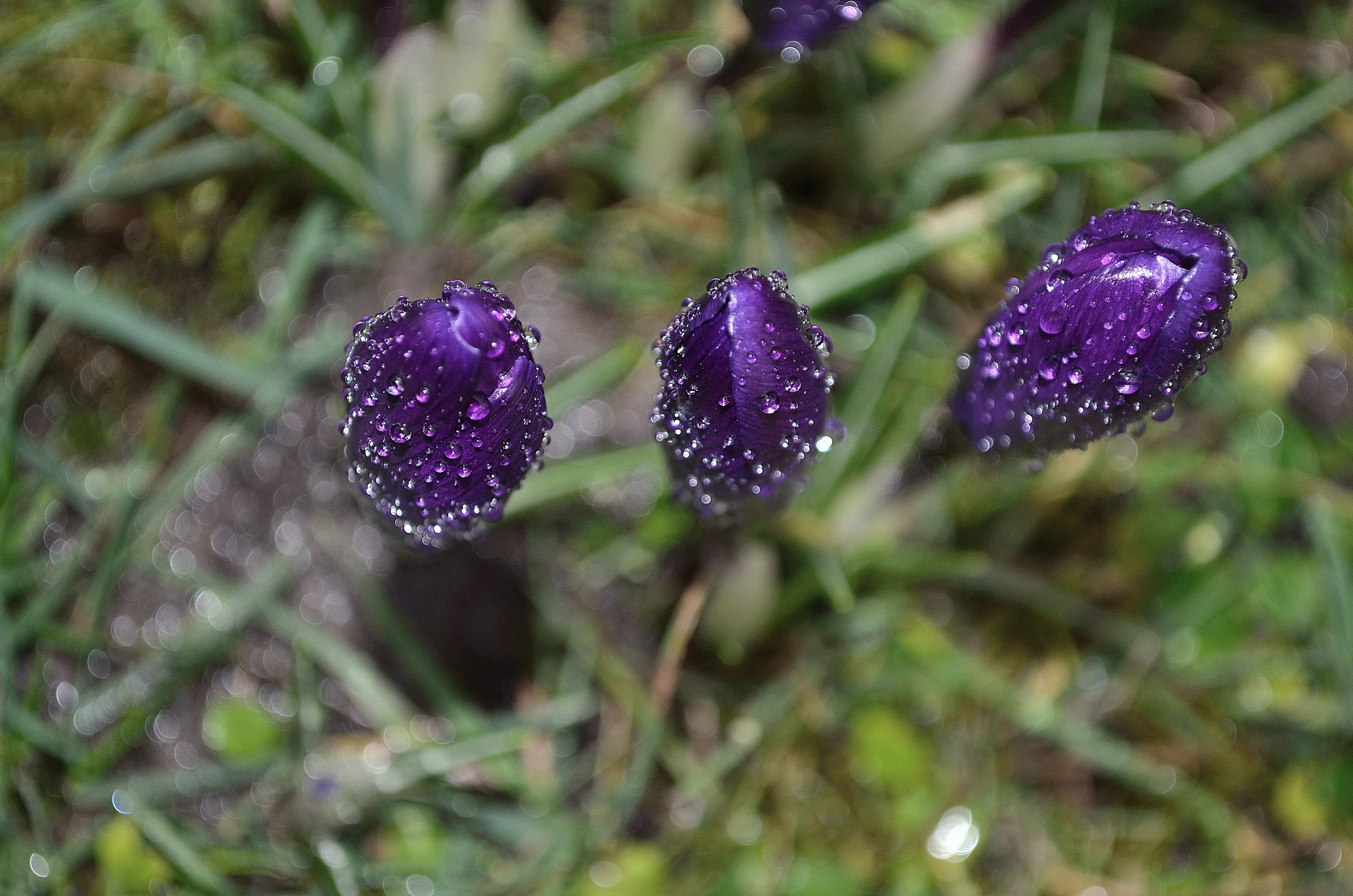 flower spring season free photo