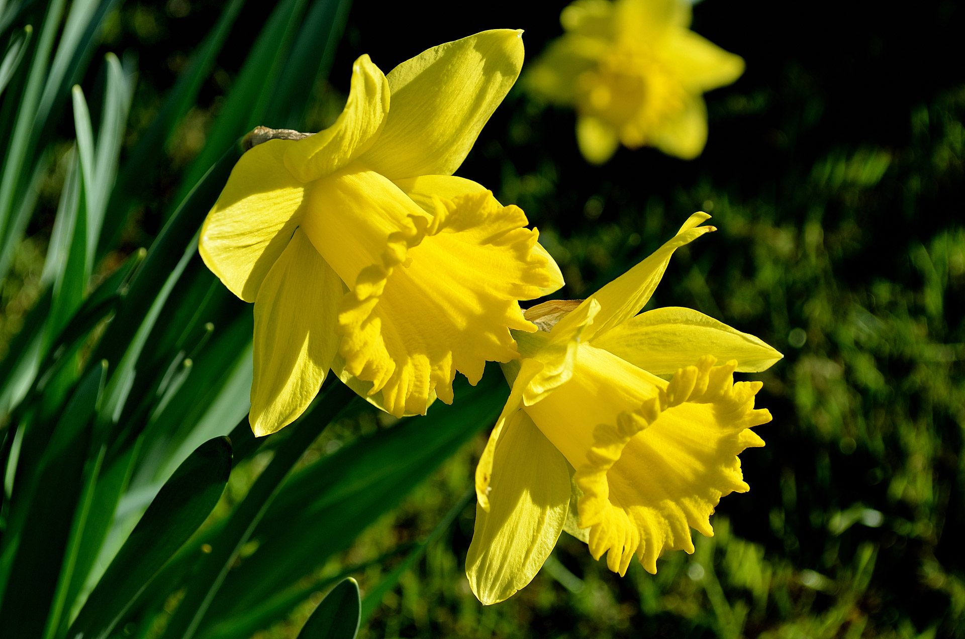 flowers flower plants free photo