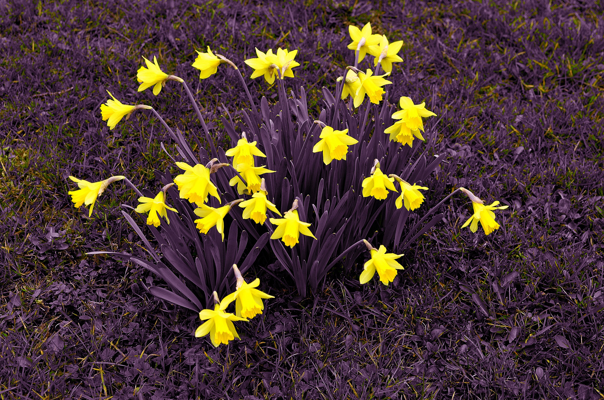 flowers tulip bloom free photo