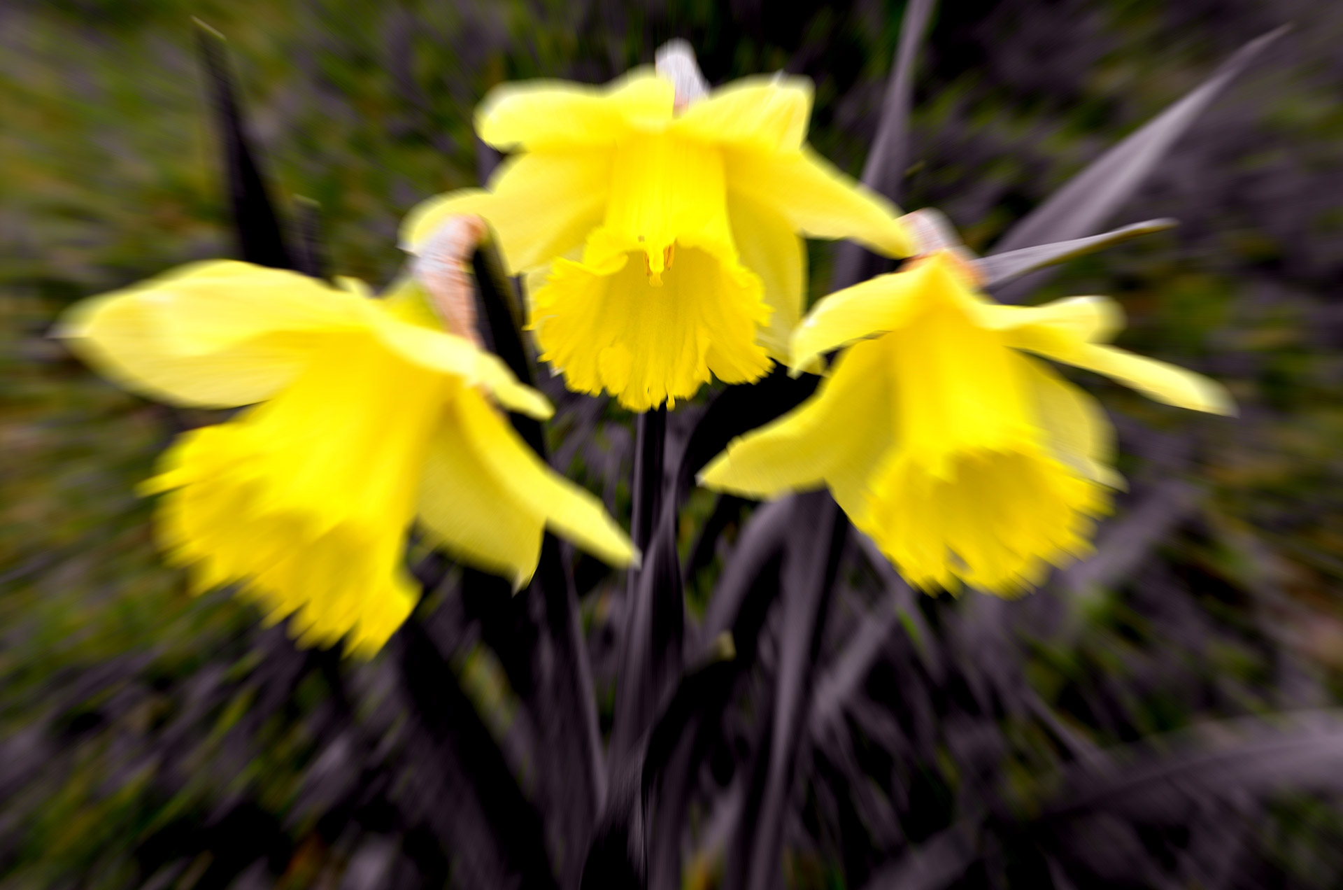 flowers tulip bloom free photo