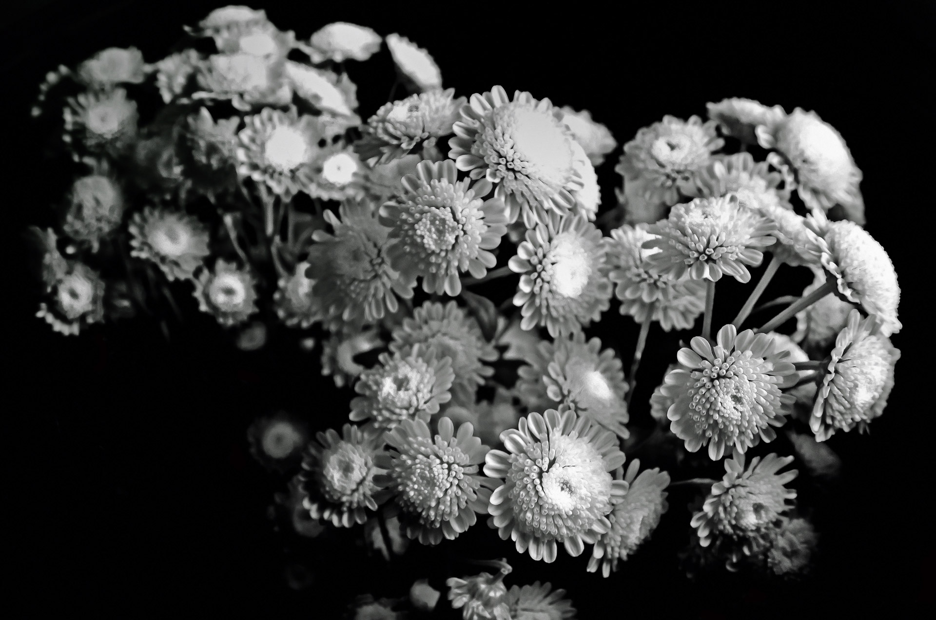 flowers flower plants free photo