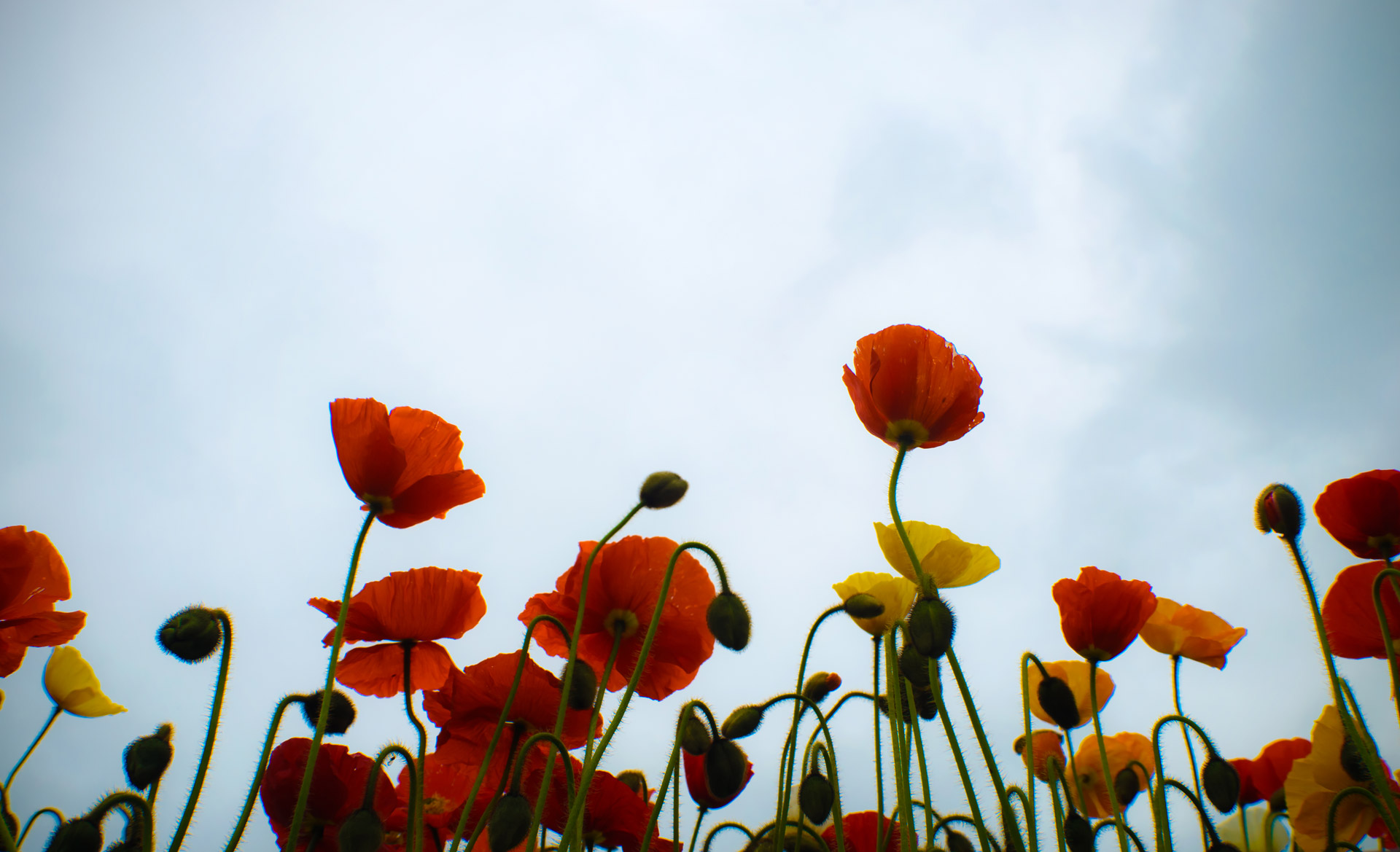 flowers flower plants free photo