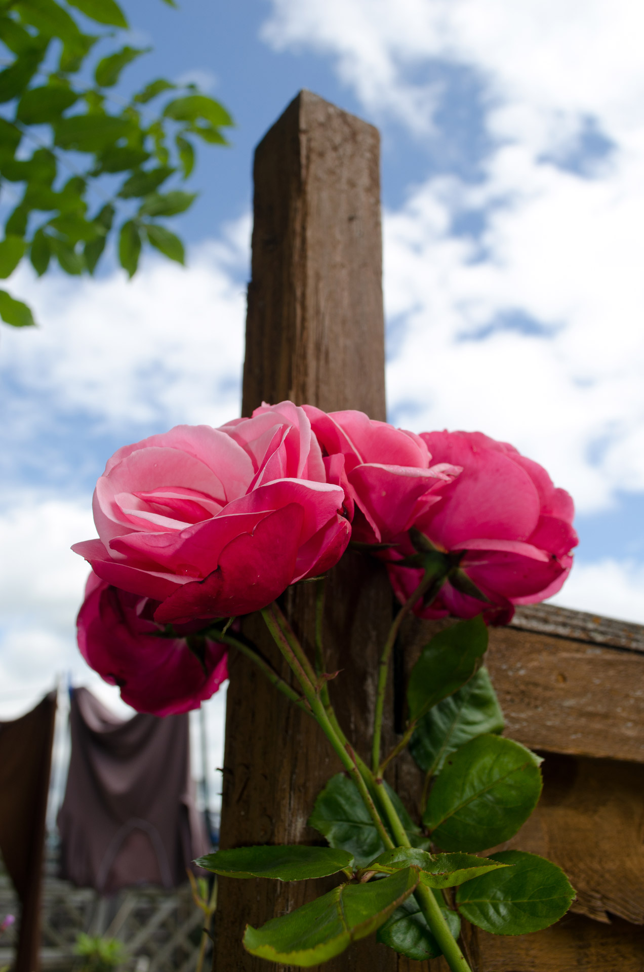 flowers flower plants free photo